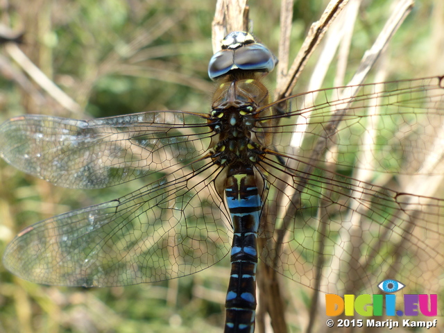 FZ020411 Migrant hawker (Aeshna mixta)